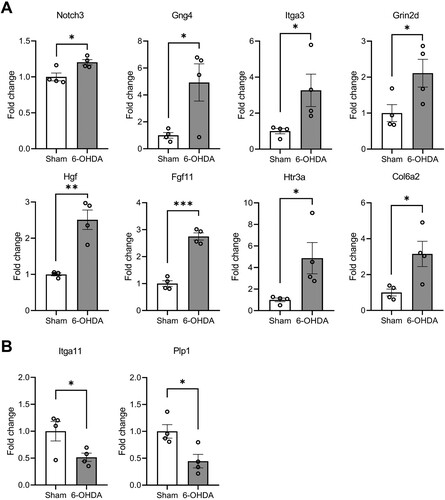 Figure 9. RT-qPCR validation of DEGs in the hippocampi. The bar graphs show the relative expression levels of upregulated (A) and downregulated (B) genes from RNA-seq data. Data are mean ± SEM (n = 4 per group). 6-OHDA, 6-hydroxydopamine-lesioned group; Sham, sham-operated controls. *P < 0.05; **P < 0.01.