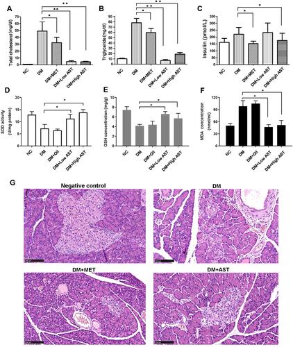 Figure 4 Ast functions in regulating lipid metabolism and antioxidation activity in DM rats. Tail-vein blood (~50 μL) from overnight-fasted or ad libitum–fed rats was collected. Changes in total cholesterol (A), triglycerides (B), and insulin (C) in rats treated with or without Ast or Met were detected using tail-vein blood. SOD activity (D), GSH concentration (E), and MDA concentration (F) were examined using liver tissue from rats treated with or without Ast or olive oil. In all tests, values are means of ten rats. Statistically significant differences were determined using SPSS with two-tailed unpaired Student’s t-tests (*p<0.05; **p<0.01). (G) Representative images of H&E staining of fresh pancreas. Scale bar 100 μm.