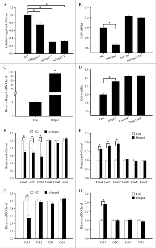 Figure 5. Effects of Hmgn1 on the proliferation of uterine stromal cells. (A) Effects of Hmgn1 siRNAs on Hmgn1 mRNA expression in the uterine stromal cells. After transfection with control siRNA, Hmgn1 siRNA 1, siRNA 2 or siRNA 3, Hmgn1 mRNA expression was determined by real-time PCR. (B) Effects of Hmgn1 siRNA on the proliferation of uterine stromal cells. After transfection with Hmgn1 siRNA, stromal cells were analyzed by MTS assay in the absence or presence of estrogen and progesterone. (C) Hmgn1 expression after uterine stromal cells were transfected with Hmgn1 overexpression plasmid. (D) Effects of Hmgn1 overexpression on the proliferation of uterine stromal cells. After transfection with Hmgn1 overexpression plasmid, stromal cells were analyzed by MTS assay in the absence or presence of estrogen and progesterone. (E) Effects of Hmgn1 siRNA on the expression of Ccna1, Ccnb1, Ccnb2, Ccnd1, Ccnd3 and Ccne1 in the stromal cells in the absence of estrogen and progesterone. (F) Effects of Hmgn1 overexpression on the expression of Ccna1, Ccnb1, Ccnb2, Ccnd1, Ccnd3 and Ccne1 in the absence of estrogen and progesterone. (G) Effects of Hmgn1 siRNA on the expression of Cdk1, Cdk2, Cdk4 and Cdk6 in the stromal cells in the absence of estrogen and progesterone. (H) Effects of Hmgn1 overexpression on the expression of Cdk1, Cdk2, Cdk4 and Cdk6 in the absence of estrogen and progesterone. NC, control siRNA duplex; siHmgn1, Hmgn1 siRNA; Con, empty pcDNA3.1 vector; Hmgn1, Hmgn1 overexpression plasmid.