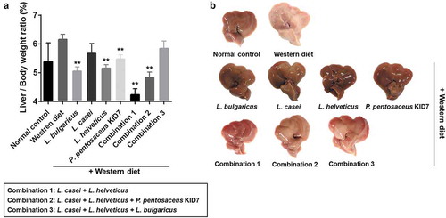 Figure 2. Effect of probiotics on liver. (a) Effect of dietary on liver/body weight ratio in mice. Compared with mice fed western diet. (b) Gross specimen of mice liver.