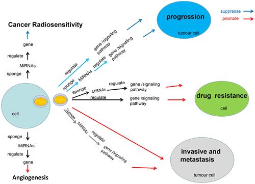 Figure 1 The molecular mechanism of exosomal lncRNAs in cancers. This figure summarizes the molecular mechanism of exosomal lncRNAs regulate cancer cells proliferation, cancer invasion and metastasis, cancer angiogenesis, chemotherapy drug resistance and radiosensitivity, respectively.