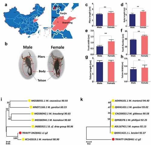 Figure 1. Species identification: morphological and molecular identification. (a) The region of scorpions collected. The place marked by red is Shandong Province, China, where the samples were collected. (b) The morphological character of samples with different gender. (c) Pliers’ length distribution. (d) Body length distribution. (e) Trunk width distribution. (f) Teeth number distribution. (g) Telson length distribution. (h) Telson width distribution. (i) Phylogenetic tree constructed using mtDNA sequences of COI by using MEGA 7 with the Neighbor-Joining method. The sequencing TRINITY_DN28461_c1_g1 is marked with red circles and the arthropod are marked with yellow circles. The identity values are indicated on the right of each species name. (k) Phylogenetic tree constructed using the COI amino acid sequences of TRINITY_DN28461_c1_g1 and 6 other species using MEGA 7 with the Neighbor-Joining method. The sequencing TRINITY_DN28461_c1_g1 is marked with red circles and the arthropod are marked with yellow circles. The identity values are indicated to the right of each species name.