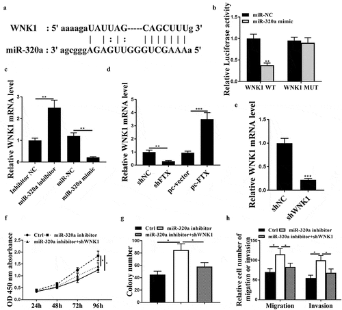 Figure 5. WNK1 was a target of miR-320. (a) Bioinformatic prediction of putative binding site between miR-320a and WNK1 by Targetscan. (b) Luciferase reporter assay. (c) WER1-RB1 cells were transfected with miR-320a mimics or inhibitor, and the expression levels of WNK1 were detected by qRT-PCR. (d) The expression levels of WNK1 were detected by qRT-PCR. (e) The expression levels of WNK1 were assessed by qRT-PCR. (f-h) WER1-RB1 cells were transfected with miR-320a inhibitor, or co-transfected with miR-320a inhibitor and sh-WNK1. (f) The cell viability was assessed by CCK-8 assay. (g) Cell proliferative rate was assessed by colony formation assay. (h) Cell migratory and invasive were evaluated by Transwell assay. * p < 0.05, ** p < 0.01, *** p < 0.001