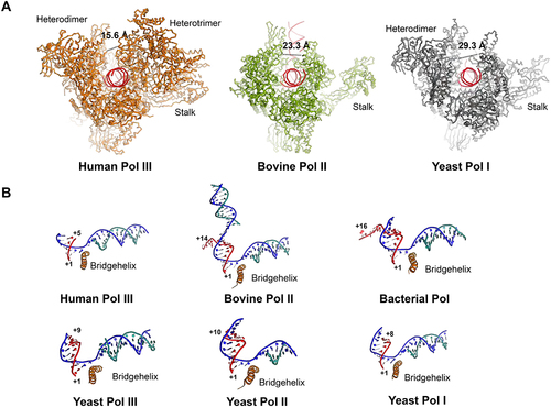 Figure 2. The structural features of polymerase active centre in the elongating state. (A) Front view of elongating Pol III (left panel, PDB ID 7D58), Pol II (middle panel, PDB 5FLM) and Pol I (right panel, PDB ID 5M3F). The cleft distance is indicated by a dished line and the corresponding values indicate the relative distance of the cleft. (B) Close-up view of the active site of human Pol III (PDB ID 7D58), bovine Pol II (PDB ID 5FLM), bacterial Pol (PDB ID 2O5I), yeast Pol III (PDB ID 5FJ8), yeast Pol II (PDB ID 1Y1W) and yeast Pol I (PDB ID 5M3F).