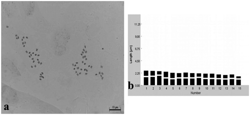 Figure 8. Klasea bornmuelleri. (a) Metaphase chromosomes (scale bar 10 μm); (b) idiogram.