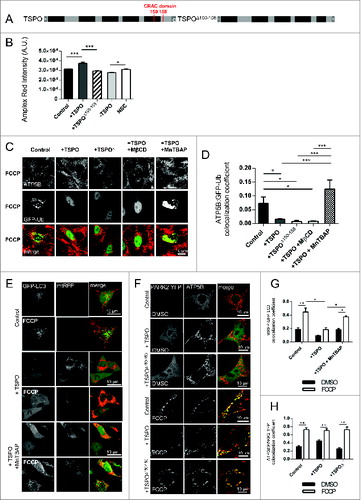 Figure 5. Antioxidants restore ubiquitination deficiency in TSPO overexpressing mitochondria. (A) Struc-tural comparison of wild type TSPO and the TSPO CRAC domain deletion mutant. TSPO transmembrane doma-ins are indicated in black. (B) Evaluation of mitochondrial cholesterol capacity following modulation of WT TSPO and insertion of the mutated isoform. (C) Control MEFs and overexpressing WT TSPO or TSPOΔ pretreated (2 h) with vehicle DMSO, MnTBAP (300 μM) or methyl-β-cyclodextrin (300 μM) were exposed to FCCP (20 μM) for 6 h. All cells were transfected with Ub-GFP and immunostained against ATP5B to distinguish mitochondria. (D) The graph shows quantification of ATP5B-Ub-GFP colocalization coefficient; (n> 10 cells; P < 0.001). (E) Representative images showing mtRFP:GFP-LC3 colocalization in MEF cells overexpressing TSPO after a 4 h expo-sure to the vehicle, DMSO or FCCP, with and without a 2-h pre-treatment with MnTBAP. (F) Confocal microscopy depicts MEFs transfected with PARK2-YFP (green) and ATP5B (red) and overexpressing either TSPO or TSPOΔ150–158 after a 2-h exposure to the vehicle DMSO or FCCP. (G) and (H) report graphs with quantification of mtRFP, GFP-LC3 and PARK2-ATP5B quantifications (n> 10 cells; P < 0.001).