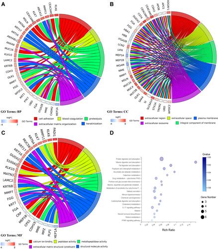 Figure 2 GO and KEGG pathway enrichment analyses for DEGs. (A) Chord plot of GO terms under BP category. (B) Chord plot of GO terms under CC category. (C) Chord plot of GO terms under MF category. (D) Dot plot of KEGG pathway enrichment analyses.