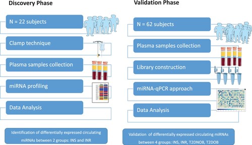 Figure 1. The experimental study design. Abbreviations: NGT (Normal Glucose Tolerance), IR (Insulin resistance), Lean T2D (lean Type 2 diabetes), obese T2D (obese Type 2 diabetes).