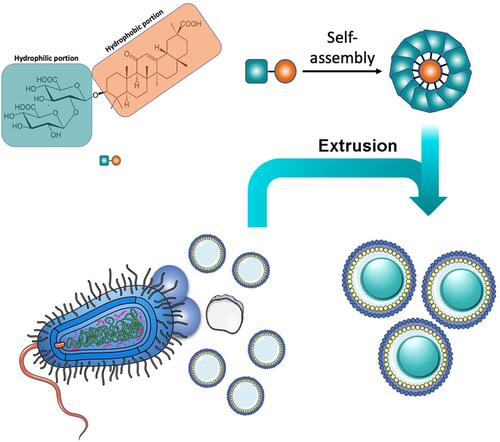 Figure 1 Chemical structure of GA and schematic of OMV coating on GA nanoparticles.