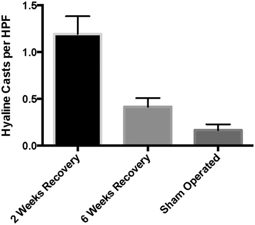 Figure 5. More hyaline casts are observed in both the 2 week recovery group \r\n (p < 0.0001) and the 6 week group (p = 0.0285) when compared to sham operated animals. (Error bars represent SEM.).