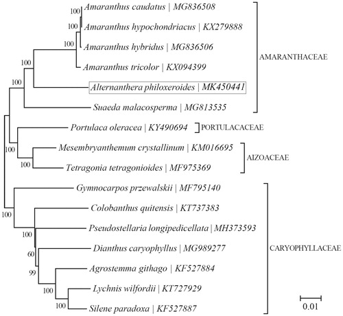 Figure 1. Phylogeny of 16 species within the core Caryophyllales based on the neighbour-joining (NJ) analysis of the concatenated chloroplast protein-coding sequences. The number on each node indicates bootstrap support value.