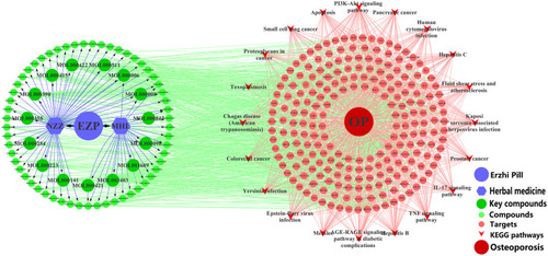 Figure 2 The regulatory network of EZP in the treatment of OP. This network contained 72 compounds, 220 targets, 20 significant KEGG pathways and 2 Chinese herbal medicine.