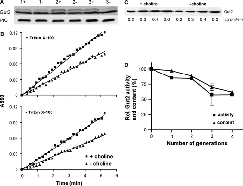 Figure 3.  The effect of PC depletion on the activity and content of Gut2 in the cho2opi3 strain PR03. (A) Gut2 content in total cell lysates. Cells were lysed after growth for the indicated number of generations (1–3) in the presence (+) or absence (−) of 1 mM choline. The Gut2 content in the cell lysate was quantified by Western blotting using an antibody against the hemagglutinin tag of Gut2, with PiC as a loading control (visualized using an antibody against PiC). The faint upper band might represent precursor Gut2, based on the difference in mass and the visualization by the antibody against the hemagglutinin tag. (B) Gut2 activity in isolated mitochondria. Mitochondria were isolated from cells grown for 3 generations in the presence (squares) or absence (triangles) of 1 mM choline. The Gut2 activity was measured in detergent solubilized (upper panel) and intact (lower panel) mitochondria in 96 well plates, as described in Materials and methods. The reduction of the indicator MTT was followed spectrophotometrically at 560 nm. Results of a typical experiment are shown. (C) Quantification of the Gut2 content in mitochondria from cells harvested after growth for 3 generations in the presence or absence of 1 mM choline, using an antibody against the tag of Gut2. Different amounts of mitochondrial protein were loaded as indicated. (D) The influence of choline deprivation on the activity and content of Gut2 in isolated mitochondria from cho2opi3 strain PR03. Mitochondria were isolated from PR03 cells grown for different numbers of generations in the presence or absence of 1 mM choline. The Gut2 activity in detergent solubilized mitochondria, corresponding to 30 µg mitochondrial protein, and the mitochondrial Gut2 content were determined as described in detail in Materials and methods. The levels of Gut2 activity and Gut2 content in PC depleted mitochondria are depicted relative to the levels in mitochondria isolated from cells grown in the presence of choline, for the corresponding number of generations. The error bars at 3 generations represent the SD (n≥3).