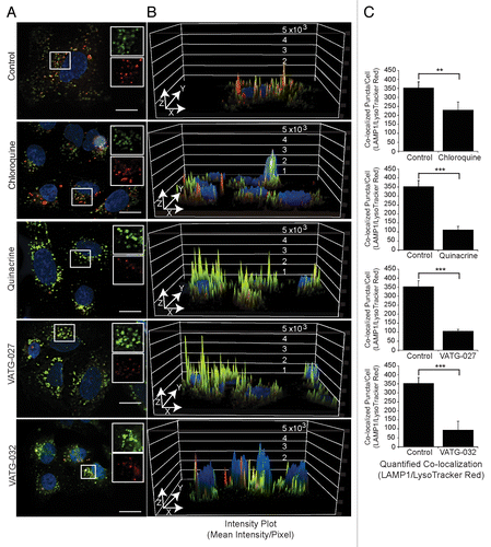 Figure 5. Autophagy inhibitors decrease lysosomal pH and impair lysosomal turnover. (A) U2OS cells were treated for 3 h with vehicle control or 3 μM autophagy inhibitor (chloroquine, quinacrine, VATG-027, or VATG-032). Cells were stained with 100 nM LysoTracker Red for 1 h prior to fixation. Cells were stained with endogenous LAMP1 antibodies and fluorescently conjugated secondary antibodies (green), Hoechst (nuclei; blue), and imaged at 60× magnification. Scale bars: 20 μm. Upper right insets are red and green channels separated and magnified 1.5× from boxed regions. (B) Red and green channel intensity plots were generated using image analysis software and displayed on the z axis (peaks) of a 3D representation of the images from (A). (C) Quantification of colocalized LAMP1 and LysoTracker Red as described in Materials and Methods. Student 2-tailed t test: **P < 0.01; ***P < 0.001 and Mander colocalization coefficient (MCC).