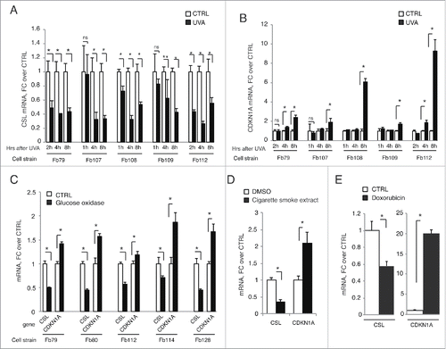 Figure 2. Genotoxic and oxidative stresses negatively regulate CSL expression in HDFs. (A and B) Indicated strains of HDFs were irradiated with 1J/cm2 UVA, collected at the indicated time points and CSL (A) and CDKN1A (B) mRNA levels were measured by RT-qPCR using 36β4 for normalization. N = 5 different experiments for Fb79 and 2 for all other strains. (C) Indicated strains of HDFs were treated with 20 mU/ml glucose oxidase for 4 h, and CSL and CDKN1A mRNA levels were measured by RT-qPCR as in A. N = 2 different experiments for each strain. (D) HDFs (strain Fb79) were treated with 50 μg/ml of Cigarette Smoke Extract for 48 h and assessed as in A for CSL and CDKN1A mRNA levels. N = 2 different experiments. (E) HDFs (strain Fb79) were treated with doxorubicin (0.4 μM) for 24 h and assessed as in A for CSL and CDKN1A mRNA levels. N = 2 different experiments. * p < 0.0001, ** p = 0.0008.