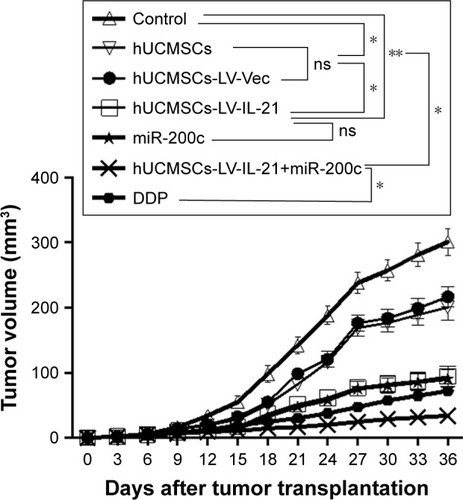 Figure 3 Combination therapy inhibits SKOV3 EOC growth in xenografted mice. The figure shows the quantification analysis of tumor volumes dynamically from the mice after they were initially injected s.c. with 5×106 SKOV3 cells followed by the treatment with a hUCMSCs-LV-IL-21+miR-200c, hUCMSCs-LV-IL-21, hUCMSCs, hUCMSCs-LV-Vec, miR-200c agomir, cisplatin (DDP), PBS, respectively. *p < 0.05 and **p < 0.03.
