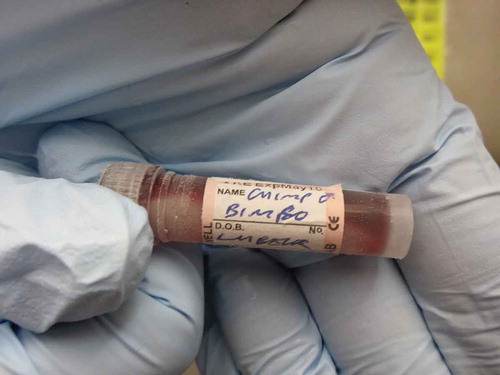 Figure 5. Frozen blood sample of a chimp, stored in one of the Frozen Ark’s −80°C freezers at the University of Nottingham, as a further example of a biomaterial proxy of the animal it was extracted from (Photograph by Esther Breithoff).