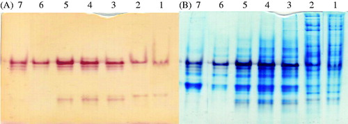 Figure 2. Nondenaturing PAGE pattern of partial purified lipase. The partial purified protein was electrophoresed on 10% (w/v) polyacrylamide gel under nonreducing conditions. (A) Activity staining gel. (B) Staining gel with Coomassie brilliant blue R-250 after activity staining. Lane 1: crude extract of G. stearothermophilus AH22 lipase; Lane 2: heat treatment (30 min at 70 °C); Lane 3: pooled fractions from DEAE-Cellulose chromatography; Lane 4: pooled fractions from Sephadex G-150 chromatography; Lane 5: pooled fractions from 2nd Sephadex G-150 chromatography; Lane 6: pooled fractions from Sephadex G-25 chromatography.
