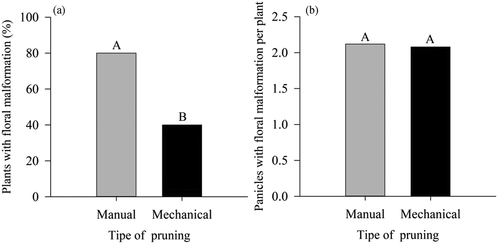 Figure 10. Floral malformation and number of malformed panicles per plant in ‘Tommy Atkins’ Mango subjected to manual and mechanical pruning