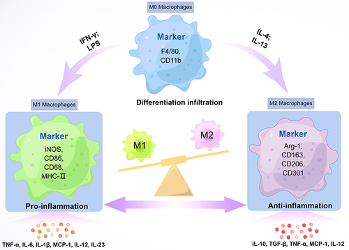 Figure 2 Different typologies of macrophages and their cell expression markers. By Figdraw.