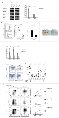 Figure 2. Identification of CD73 as a marker to represent ALDH1. (A) The mRNA expression of seven upregulated genes in two healthy donors (HDs). (B) Expression of CD73 mRNA in CD8+ALDHhigh and CD8+ALDHlow cells. Data represent mean ± SD. Statistically significant differences were determined with the Mann–Whitney U test. (C) FACS analysis of CD73-positive cells in CD8+ALDHhigh and CD8+ALDHlow cells is shown. Each point represents data from an individual healthy donor, and bars represent mean. Statistically significant differences were determined with the Mann–Whitney U test. (D) Expansion (measured as fold increases) of CD73+ and CD73− cells in CD8+ T cells activated with bCD3/CD28 and cultured with IL-7 and IL-15 at days 6–7. Data represented mean ± SD of six independent experiments. Statistically significant differences were determined with the Mann–Whitney U test. (E) The microscopic features of CD8+CD73+ and CD8+CD73− cells reacted with anti-CD3/CD28 microbeads. Data are representative of six independent experiments. (F) Expression of ABCB1 mRNA in CD8+CD73+ and CD8+CD73− cells. Data represent mean ± SD. Statistically significant differences were determined with the Mann–Whitney U test. (G) Representative FACS plots of CD45RA and CD62L expression in CD8+CD73+ and CD8+CD73− cells. (H) Proportions of CD73+ and CD73− cells in CD8+ T-cell subsets from adult PB (n = 10). Each point represents data from an individual healthy donor, and bars represent mean. Statistically significant differences were determined with the Mann–Whitney U test. (I) CD8+73+ and CD8+CD73− cells were activated with bCD3/CD28 and cultured with IL-7 and IL-15 for 6–7 d, and then analyzed for expression of CD45RA and CD62L by flow cytometry (left panel). Cell numbers of CD8+ T-cell subsets generated from CD8+73+ and CD8+CD73− cells stimulated with bCD3/CD28, IL-7 and IL-15 (right panel). Data are representative of three independent experiments.