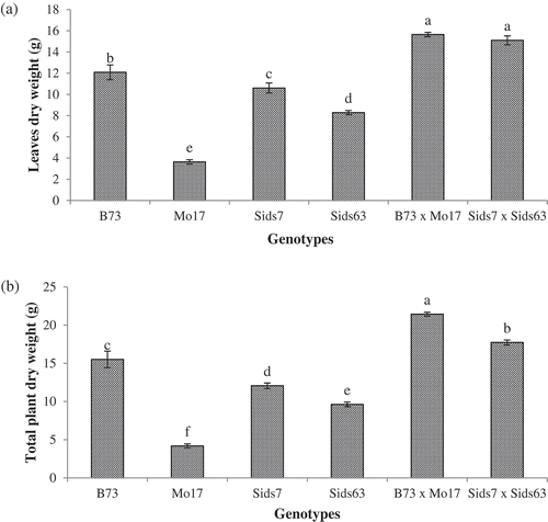 Figure 4. Genotypic differences in biomass accumulation in leaves (a) and total aboveground parts (b) in the tested parental inbreds and their single cross hybrids during early vegetative growth. Shown are the means of the tested traits ± standard error. Means with different letters indicate significant statistical difference among genotypes at (P ≤ 0.05).