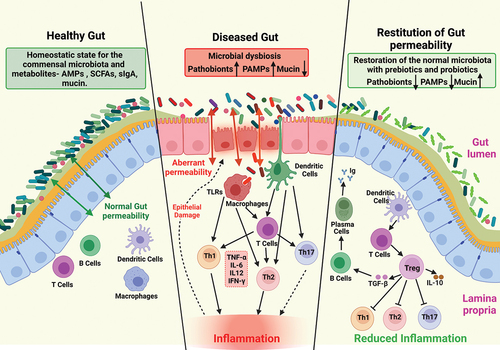 Figure 1. Changes in intestinal homeostasis under different conditions.