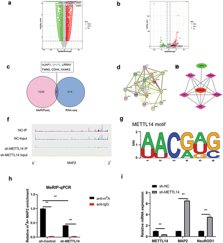 Figure 2. RNA expression and methylation following METTL14 knockdown detected by RNA-seq and MeRIP-seq. (a,b) Results of RNA-seq and MeRIP-seq. The x axes show the log fold change in DEGs expression; the y axes show negative log of the statistical significance of expression changes. (c) Venn diagram of RNA-seq and MeRIP-seq results with 6 overlapped genes. (d) PPI network of overlapped genes and >110 pathogenic genes in RP and AMD. (e) Interaction network between MAP2 and NEUROD1. (f) m6A peak in MAP2. (g) Motif of METTL14. (h) MAP2 m6A abundance in RPE cells following METTL14 knockdown detected by MeRIP-qPCR. (i) Detection of METTL14, MAP2, and NEUROD1 expression by qPCR following METTL14 knockdown. **P < 0.01.