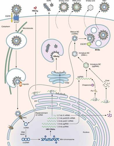 Figure 4. Illustration of the HBV life cycle. HBV initiates its infection of hepatocytes by binding to its receptor NTCP on the cell surface, with the assistance of EGFR. This results in the internalization of the viral particle via a pathway that is still unresolved. The nucleocapsid is subsequently released from the internalized membrane vesicles and transported to the nucleus in a process that involves microtubules. The nuclear transporter factor importin α/β then guides the capsid particle into the nuclear basket, where the HBV genome is released to the nucleoplasm. The partially double-stranded HBV genomic DNA (rcDNA) is converted to cccDNA, possibly by the host DNA repair mechanism, and then forms a mini-chromosome with the addition of nucleosomes, the HBV core protein and HBx. This mini-chromosome directs the synthesis of 3.5-kb pcRNA and pgRNA, 2.4-kb preS1 mRNA, 2.1-kb preS2/S mRNA, and 0.7-kb X mRNA, which serve as the templates for the synthesis of HBeAg, core proteins, polymerase, L, M, and S HBsAg proteins, and HBx, respectively. The pgRNA is packaged together with the DNA polymerase by the core protein to form the nucleocapsid. The reverse transcription ensues to convert the pgRNA into the rcDNA genome. The nucleocapsid may deliver the rcDNA back into the nucleus for the amplification of cccDNA. Alternatively, it may interact with HBsAg for envelopment and the formation of the mature HBV particle. Both multivesicular bodies (MVBs) and endosomal sorting complexes required for transport (ESCRT) are involved in the envelopment and the egress of HBV virions. In addition to complete virions, subviral particles (SVPs) consisting solely of HBsAg, empty virions, RNA-containing virions, and empty capsid particles are also released from HBV-infected cells.