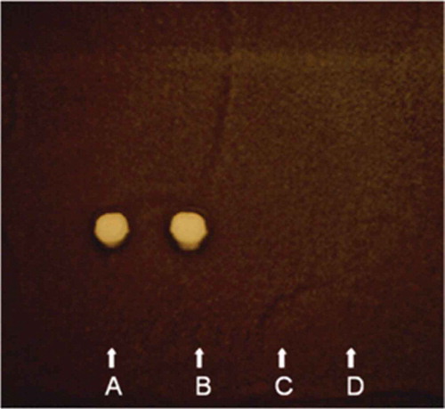 Fig. 1 (Colour online) Detection of antifungal compound, rhizostreptin, produced by S. griseocarneus Di944 using thin layer chromatography (TLC) bioassay. TLC plate was applied with (A) lyophilized culture filtrate of S. griseocarneus Di944 grown in mineral medium supplemented with glucose and casamino acids, (B) proteinase-treated and heat-inactivated lyophilized culture filtrate of S. griseocarneus Di944 grown in mineral medium supplemented with glucose and casamino acids, (C) mineral medium supplemented with glucose and casamino acids, and (D) sterile distilled water. The chromatogram was developed in CHCl3-MeOH (8:2, v/v) as mobile phase, sprayed with a conidial suspension of Cladosporium cladosporioides and incubated in a moist chamber for 72 h. In (A) and (B), inhibition of C. cladosporioides was detected at Rf 0.52, indicating the production of antifungal compound by S. griseocarneus Di944.
