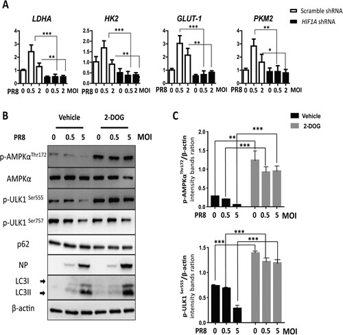Figure 7. HIF-1α knockdown downregulates glycolysis and activates the AMPKα-ULK1 signaling pathway during IAV infection. (A) Effect of HIF-1α knockdown on the expression of glycolysis genes (LDHA, HK2, GLUT-1, PKM2) during IAV infection in A549 cells mock-infected or infected with PR8 at 24 hpi by RT-qPCR. (B) A549 cells were pretreated with 2-DOG or vehicle for 30 min and then were mock-infected or infected with the PR8 virus for 24 h. Cells were harvested and analysed by Western blotting. (C) Intensity analysis of proteins, p-AMPKαThr172 and p-ULK1Ser555, in (B) was performed. The data were analysed by Student’s t-test (two-tailed) and is presented as mean ± SD (*p < 0.05, **p < 0.01, ***p < 0.001).