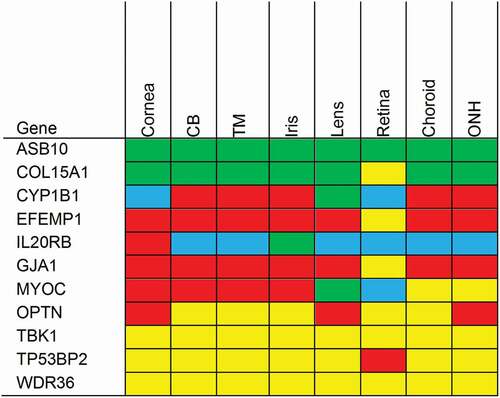 Figure 1. Heat map representation of familial glaucoma associated genes based on expression data from the ocular tissue database. We ranked genes by expression level and assigned percentiles (P). Red: >90th P, yellow: 50th –90th P, green: 10th–50th P, blue: <10th P. Abbreviations: CB: Ciliary body; TM: Trabecular meshwork; ONH: Optic nerve head.