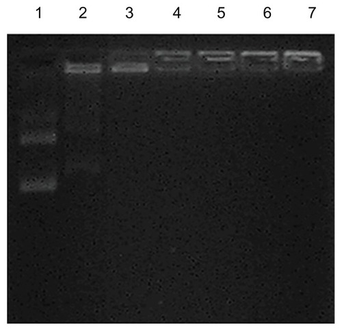 Figure 5 Agarose gel electrophoresis of the CPEPS-pTGF-β1 nanoparticles.Notes: Well 1, free pTGF-β1; wells 2–7, CPEPS-pTGF-β1 nanoparticles with various weight ratios of CPEPS/pTGF-β1 (from left to right: 5:1, 10:1, 20:1, 30:1, 60:1, and 80:1).Abbreviations: CPEPS, cationized Pleurotus eryngii polysaccharide; pTGF-β1, plasmid encoding transforming growth factor beta-1.