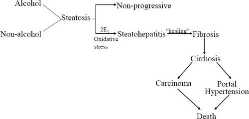 Figure 1 The natural history of non-alcoholic fatty liver disease.