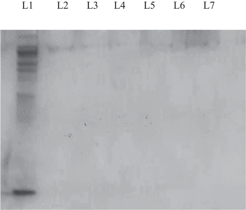 Figure 5. 15% SDS-PAGE gel patterns for protein hydrolyzates of Sargassum crassifolium crude protein using a water extraction method. Lane 1 = Crude protein. Lane 2 to Lane 7 = protein hydrolyzates of Sargassum crassifolium as a result of protease enzyme treatment at 37°C for 0, 3, 6, 9, 12, 24 hours respectively followed by heat inactivation at 100°C for 15 min. a,b,c Means with different superscript letters differ significantly (p < 0.05).