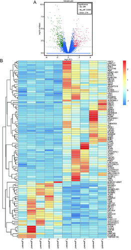 Figure 1. Volcano plot and hierarchical cluster analysis for the differentially expressed genes (DEGs) in the two groups. (A) Volcano plot for the differentially expressed genes (DEGs). The X-axis represents the fold change in gene expression in different samples and the Y-axis represents the -log10(P-value) as per the figure; red, green, and blue represent the DEGs that are significantly upregulated, down-regulated, and normally expressed, respectively. (B) Hierarchical cluster analysis of differentially expressed gene (DEG) levels. The X-axis represents samples (A_granule1 represents sample 1 in older group, and Y_granule1 represents sample 1 in younger group, etc.) and the Y-axis represents genes; upregulated genes are shown in red and downregulated genes in dark blue.