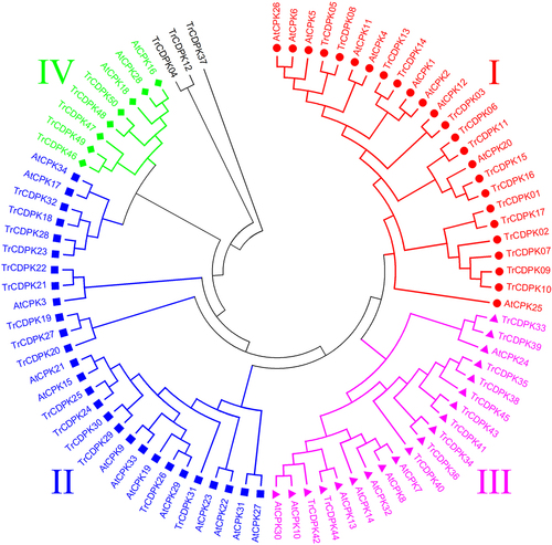 Figure 1. Phylogenetic analysis of white clover CDPK proteins.