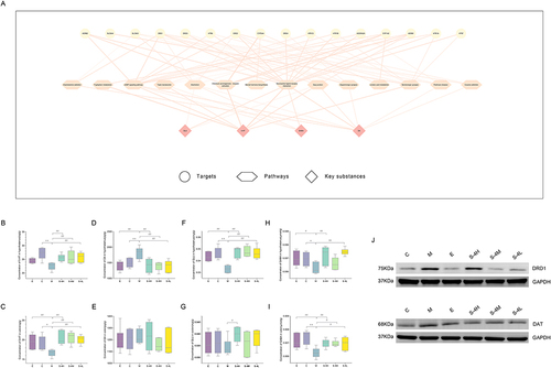 Figure 5 Experimental verification results. (A) Network of “key target, key pathway, key substance”. (B) Concentration of 5-HT in the hypothalamus. (C) Concentration of 5-HT in the colon. (D) Concentration of DA in the hypothalamus. (E) Concentration of DA in the colon. (F) The concentration of GLU in the hypothalamus. (G) The concentration of GLU in the colon. (H) Concentration of GABA in the hypothalamus. (I) The concentration of GABA in the colon. (J) The expression of DRD1 and DAT in the hippocampus. Data are represented as the mean (n = 6 per group).