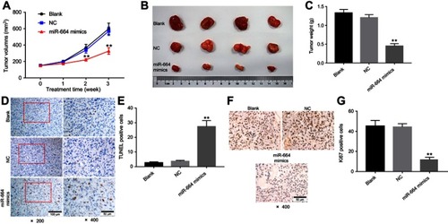Figure 5 MiR-664 mimics exhibited antitumor effects on cervical cancer in vivo. miR-664 mimics (50 nM) or NC was directly injected into the tumors twice a week. (A) Tumor volumes of mice were measured weekly post-inoculation of SiHa cells. (B) Tumors were isolated from xenografts and pictured at the end of study. (C) Tumor weights in each group were calculated. (D and E) TUNEL staining of tumor tissues in each group and TUNEL positive cell rate were calculated. (F and G) Relative fluorescence expression levels were quantified by Ki67 and DAPI staining. **P<0.01 vs NC group.