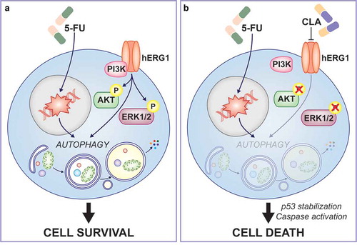 Figure 1. Cellular and molecular mechanisms of clarithromycin anti-cancer effects. (a) In human colorectal cancer (CRC) cells the potassium voltage-gated channel subfamily H member 2 (KCNH2), best known as hERG1, binds to the p85 subunit of the phosphoinositide-3-kinase (PI3K) complexes promoting AKT serine/threonine kinase 1 (AKT1) and mitogen-activated protein kinase 3 (MAPK3, best known as ERK1) and MAPK1 (best known as ERK2) phosphorylation and tumor proliferation. 5-florouracil (5-FU) efficacy is limited by the induction of cytoprotective autophagy in CRC cells. (b) Pharmacological inhibition of the hERG1/PI3K complex formation by clarithromycin (CLA) results in limited AKT and ERK1/2 phosphorylation and consequent autophagy modulation, which in turn induces p53-dependent, caspase-accelerated apoptotic cell death and minimizes resistance to 5-FU in human CRC cells.