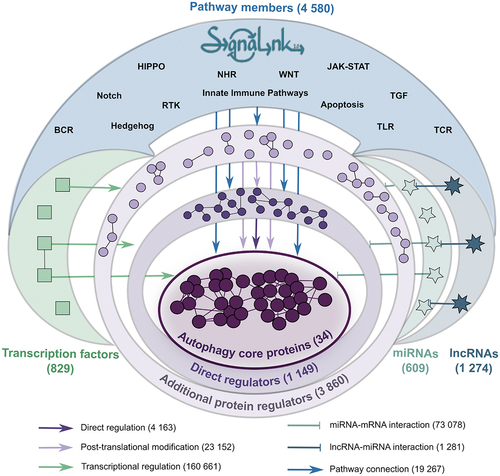 Figure 1. The layered structure of the AutophagyNet database. The database includes the core and regulatory proteins, transcription factors and RNAs of the process, and the diverse sets of interactions between them. Abbreviations indicate BCR: B cell receptor pathway; TCR: T cell receptor pathway; RTK: receptor tyrosine kinase pathway; NHR: nuclear hormone receptor pathway; TLR: toll like receptor pathway.