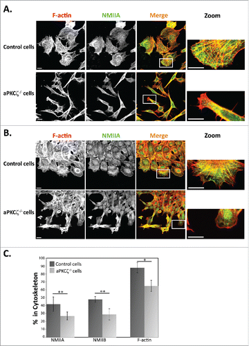 Figure 1. aPKCζ affected the acto-NMII cytoskeleton. aPKCζ−/− and control cells were seeded on coverslips (i.e., dispersed cells) (A) or subjected to wound scratch assay (B), and stained for F-actin, using Rhodamine-Phalloidin, and for NMIIA, using C-terminal specific antibody and secondary antibody conjugated to Cy2. Bars are 20μm. (C) aPKCζ−/− and control cells were subjected to Triton X-100 solubility assay, and the percentages of total NMIIA, NMIIB, and actin in the soluble and insoluble fractions were determined, as described in Materials and Methods. Values represent the mean ± SEM for 4 independent experiments, * p < 0.05, ** p < 0.01, values are aPKCζ−/− cells compared with control cells.