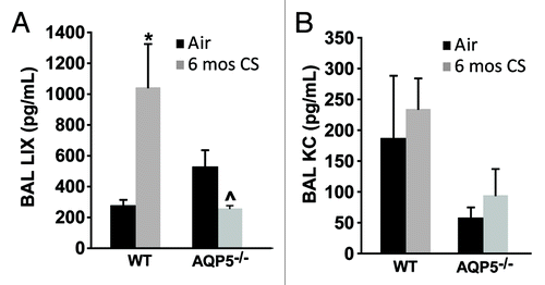 Figure 7. The absence of AQP5 blunts epithelial-derived chemokine signal for PMN recruitment. (A) BAL LPS-induced chemokine (LIX), primarily epithelial-derived, was significantly increased in CS-exposed WT mice compared with air-exposed WT mice, and significantly reduced in CS-exposed AQP5−/− mice compared with CS-exposed WT mice and air-exposed AQP5−/− mice. n = 4–5, *p < 0.05, ^p = 0.029. (B) BAL keratinocyte chemokine (KC), both epithelial and non-epithelial cell derived, was similar between WT and AQP5−/− mice. n = 4–5.