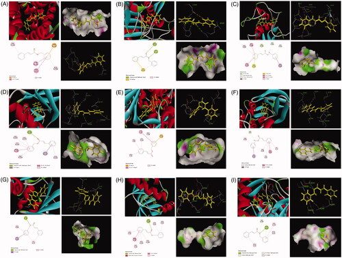 Figure 12. The represented results for the proposed action mode of molecular docking. Molecular docking analyses of benzyl cinnamate (compound 9) to the binding site of human and Bcl-2 (A), caspase 3 (B), MMP3 (C), CDC2 (D), cyclin D (E), cyclin B1 (F), P21 (G), CDK4 (H) and P53 (I) proteins.