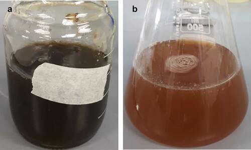 Figure 1. (A) Precursor solution containing 5 mM FeCl3 and 5 mM FeSO4 at pH 7, and (B) after mixing with the extract of F. proliferatum. Dark greenish colour indicates the presence of oxidised forms of iron, while the colour change to orange/brown is attributed to the formation of reduced forms of iron.