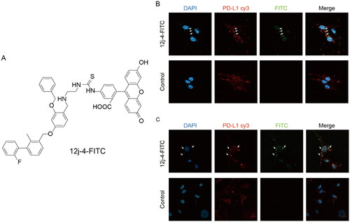 Figure 7. The location of 12j-4/PD-L1 and the interaction between both molecules. (A) The structure of 12j-4-FITC. (B) PD-L1 protein expressed in organelle membranes with cell membrane ruptured; (C) PD-L1 protein expressed in organelle membranes with cell membrane non-ruptured. Representative immunofluorescence images of PD-L1 (red), nucleic (blue), and 12j-4 (green) foci in MDA-MB-231 cells treated with 12j-4-FITC (4 μM) for 48 h.