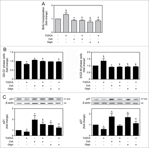 Figure 5. TUDCA modulation of cell cycle and proliferation of NSCs is dependent on mtROS and ATP regulation. NSCs were expanded, induced to differentiate up to 24 h in the presence or absence of TUDCA and/or CsA or OligA, and then collected for flow cytometry and immunoblotting, as described in Materials and Methods. (A) Representative quantification data of BrdU incorporation in self-renewal conditions, 24 h after cell treatments. (B) Representative quantification of G0-G1 and S/G2-M phase cells. (C) Representative immunoblots of p21 (top left) and p27 (top right) in total extracts and respective quantification data (bottom right or left), at 6 h of differentiation. Results were normalized to endogenous β-actin protein levels, and are expressed as mean ± SEM fold-change for at least 3 different experiments. *P < 0.01 and §P < 0.05 from non treated cells (control); ‡P < 0.01 and †P < 0.05 from cells treated with TUDCA alone.