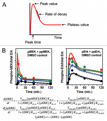 Figure 2 The number of model parameters needed should be much fewer than the number of distinct measurements to which the model is compared. (A) A signaling readout exhibiting partial adaptation has as few as four distinct features: the peak magnitude, the time at which it is reached, the characteristic time or rate of decay from the peak to the subsequent plateau, and the magnitude of the plateau. (B) We systematically measured both MEK and ERK phosphorylation for an array of stimulation and perturbation conditions; a portion (25%) of those data are shown here. The symbols and solid curves are, respectively, the means of the data and the model output aligned globally to all of the data, color-coded according to the dose of growth factor (adapted from Fig. 5 of ref. Citation3). Michaelis Menten-type equations coupling ERK phosphorylation to the active form of MEK are shown below; simplification of these equations to neglect enzyme saturation would reduce the number of adjustable parameters from 8 to 4.