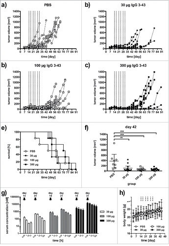 Figure 7. IgG 3–43 inhibits growth of a subcutaneous xenograft FaDu tumor model in SCID mice. Mice were treated when tumors reached a size of ∼100 mm3 (2 weekly injections for 3 weeks, see lines) with the indicated doses. (a-d) Growths of individual tumors in mice treated with PBS (a), 30 µg IgG 3–43 (b), 100 µg IgG 3–43 (c), or 300 µg IgG 3–43 (d). (e) Kaplan-Meier plot of survival. (f) Tumor volumes at day 42. (g) Pharmacokinetics of IgG 3–43. Serum concentrations of IgG 3–43 were determined by ELISA after the first intravenous injection (day 14) and last intravenous injection (day 31) of treatment at the indicated doses. (h) Body weight of animals during treatment.