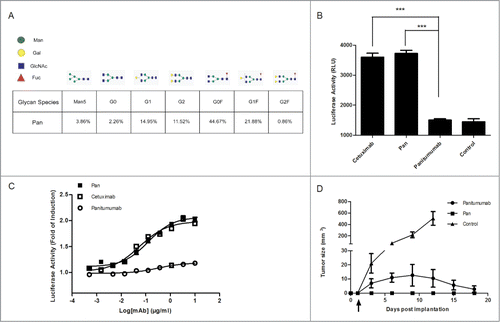 Figure 2. Pan shows superior ADCC activity compared with Panitumumab. (A) Quantitation of N-glycosylation species of Pan, as determined by Mass Biopharmalynx 1.3.3 software. Percentage represents the presence of different glyco-species in total glycan. (B) Activation of NFAT-luciferase reporter in Jurkat cell expressing the FcγRIIIa complex by Pan (1 μg/mL), panitumumab (1 μg/mL) or cetuximab (1 μg/mL). Samples without mAbs were controls. These assays were performed in triplicate, and the data are the mean ± SEM (***, P < 0.001). (C) Jurkat/FcγRIIIa/NFAT-Luc cells were co-incubated in the presence of serially diluted Pan, panitumumab or cetuximab. Luciferase activity (the fold of induction compared to the control sample without mAbs) is represented on the graphs. (D) BALB/c nude mice received subcutaneous injections of A431 cells on day 0. Starting on day 1 (arrow), mice were treated twice weekly by intraperitoneal injections of panitumumab (50 mg/kg), Pan (50 mg/kg), or control IgG (50 mg/kg). Tumors were measured using a caliper and tumor growth was monitored every 3 days for n = 6 mice per group.